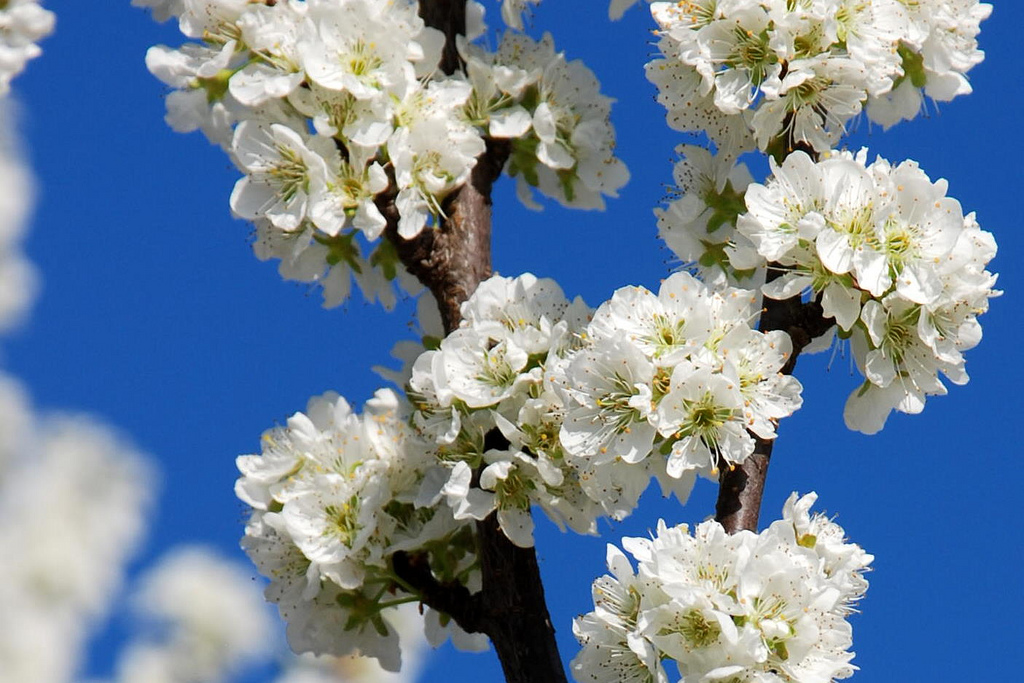 cerezos-en-flor