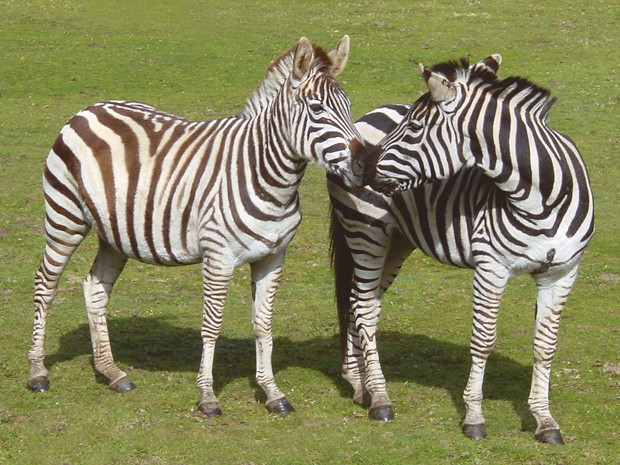 Escapadas: Zoológicos cerca del Bierzo 3