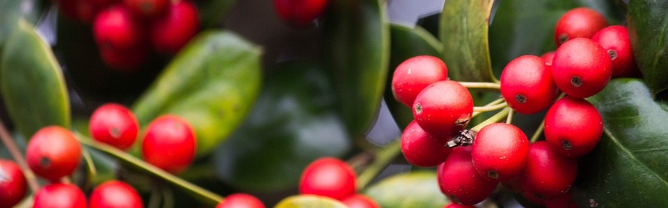 ¿Qué hacer con niños durante las Navidades en el Bierzo? 41